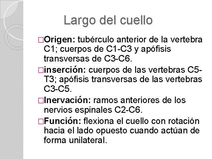 Largo del cuello �Origen: tubérculo anterior de la vertebra C 1; cuerpos de C
