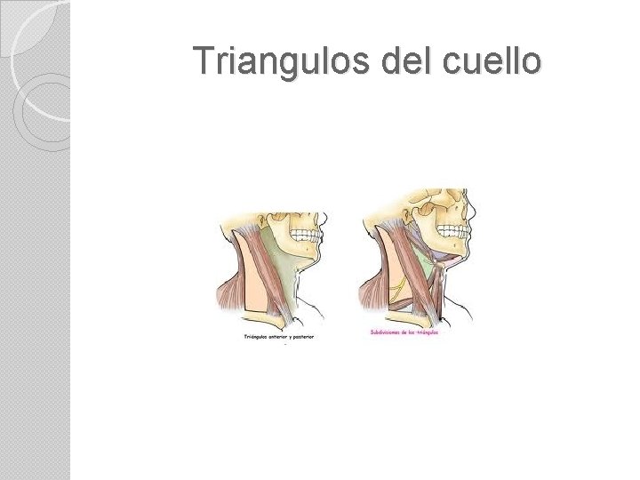Triangulos del cuello 