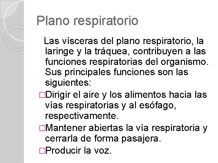 Plano respiratorio Las vísceras del plano respiratorio, la laringe y la tráquea, contribuyen a