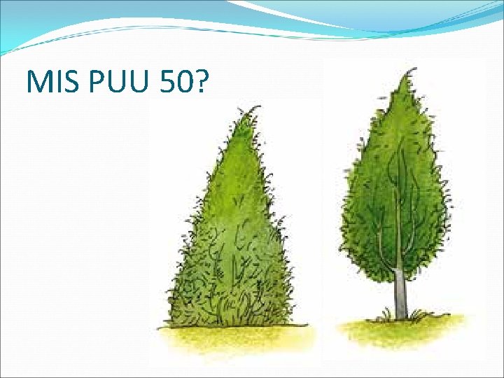 MIS PUU 50? 