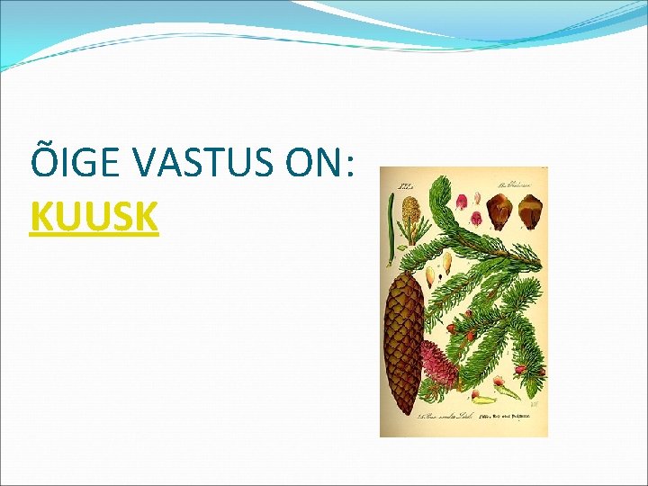 ÕIGE VASTUS ON: KUUSK 