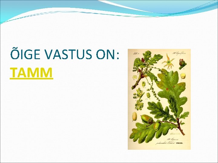 ÕIGE VASTUS ON: TAMM 