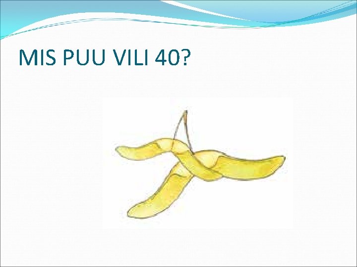 MIS PUU VILI 40? 