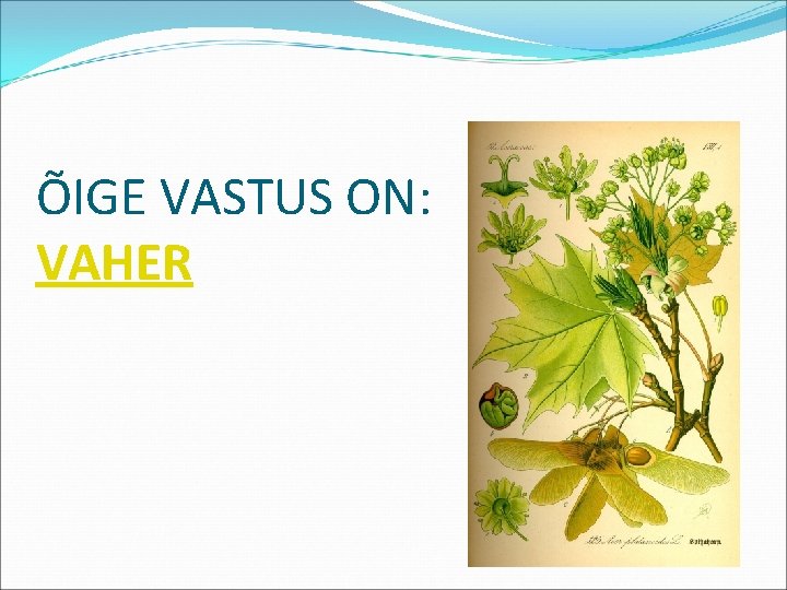 ÕIGE VASTUS ON: VAHER 