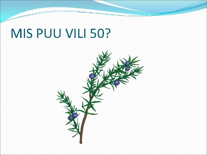 MIS PUU VILI 50? 