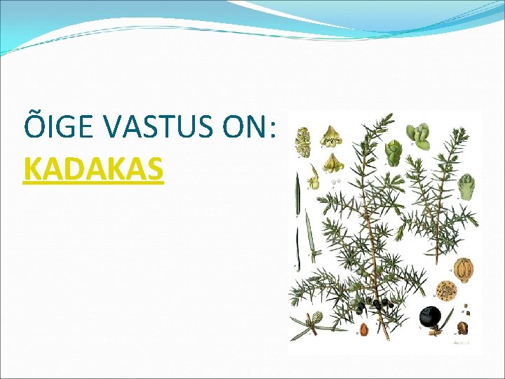 ÕIGE VASTUS ON: KADAKAS 