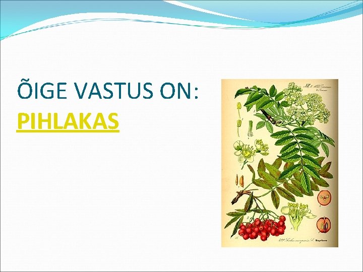 ÕIGE VASTUS ON: PIHLAKAS 