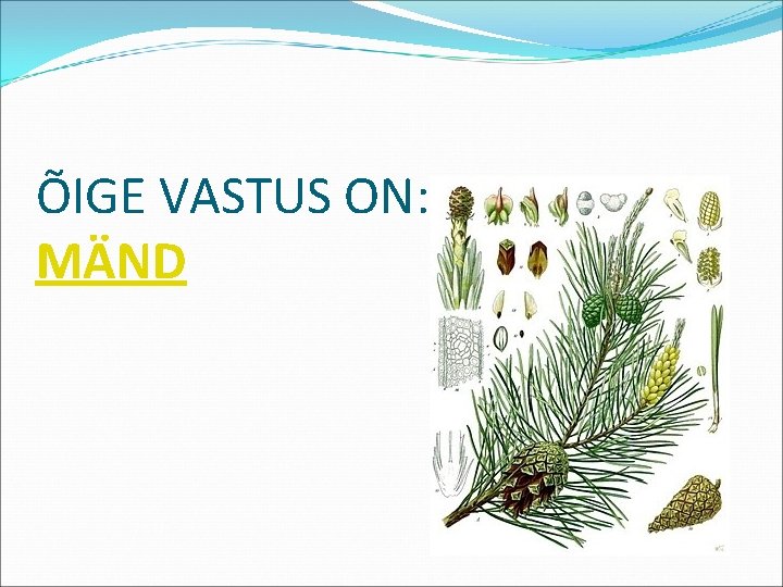 ÕIGE VASTUS ON: MÄND 