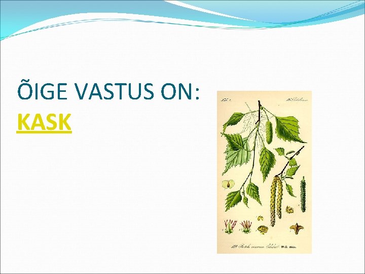 ÕIGE VASTUS ON: KASK 