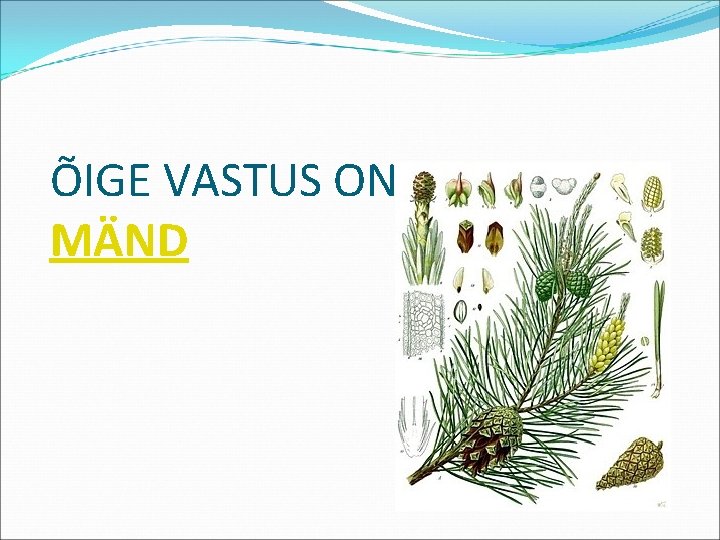 ÕIGE VASTUS ON: MÄND 