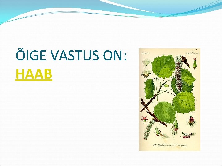 ÕIGE VASTUS ON: HAAB 