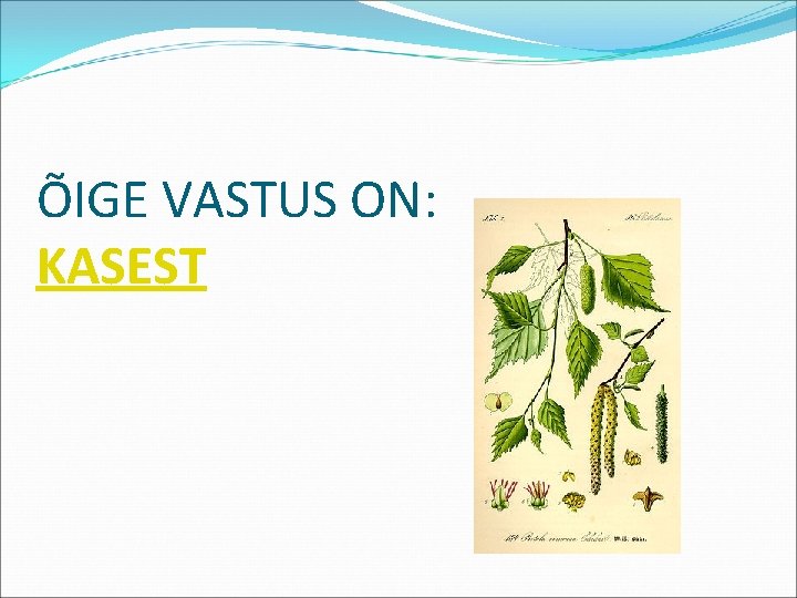 ÕIGE VASTUS ON: KASEST 