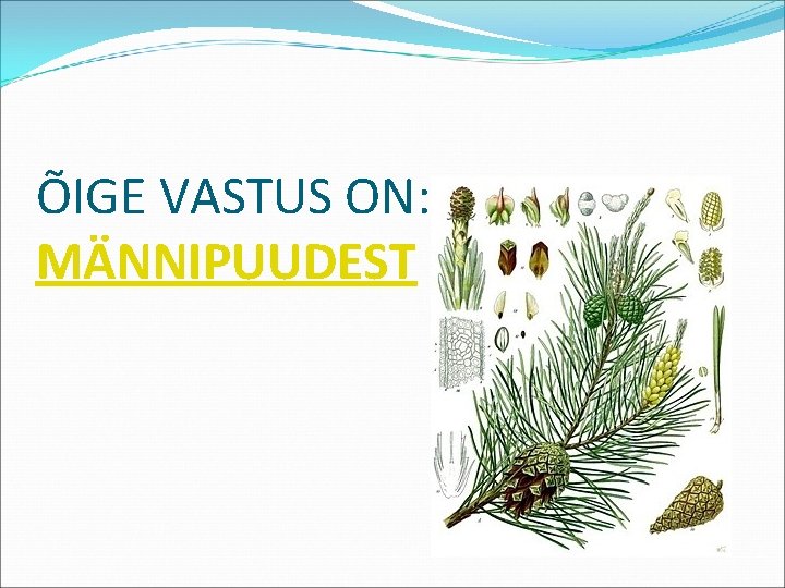 ÕIGE VASTUS ON: MÄNNIPUUDEST 