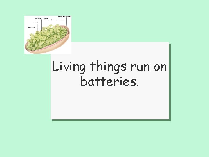 Living things run on batteries. 