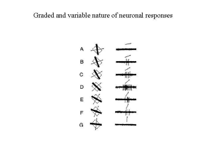 Graded and variable nature of neuronal responses 