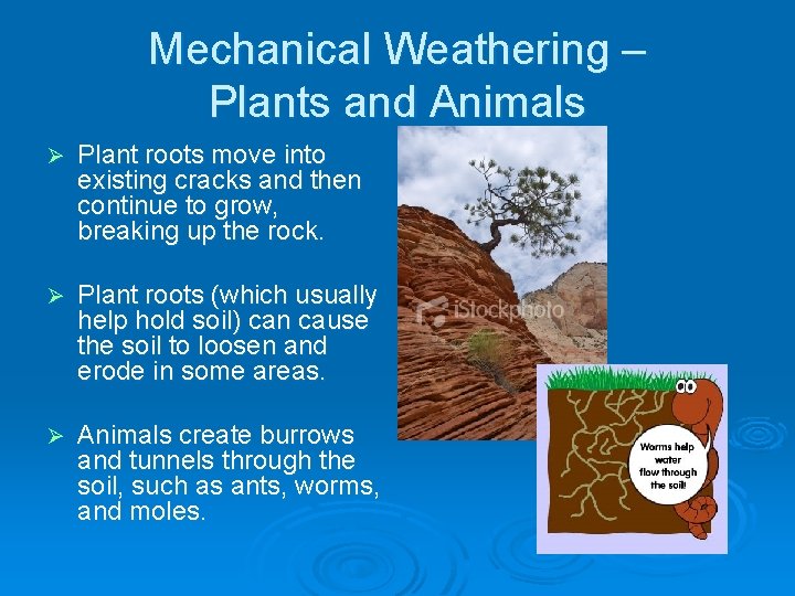 Mechanical Weathering – Plants and Animals Ø Plant roots move into existing cracks and