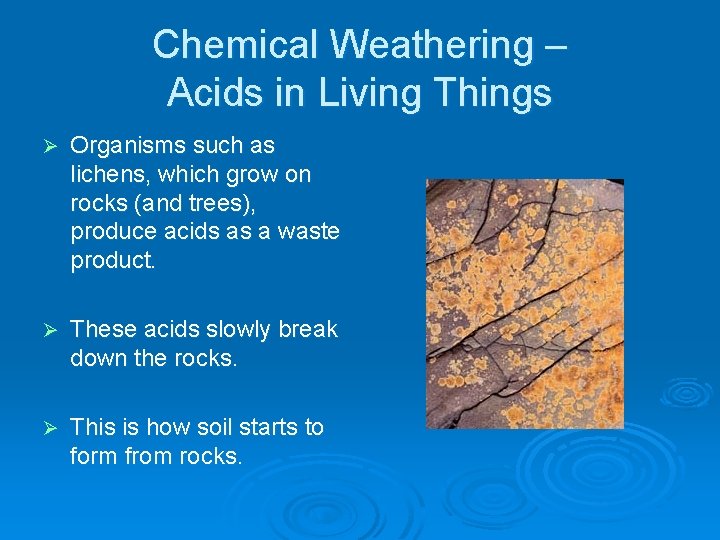 Chemical Weathering – Acids in Living Things Ø Organisms such as lichens, which grow