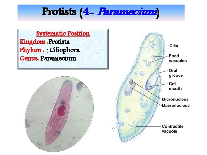 Protists (4 - Paramecium) Systematic Position Kingdom : Protista Phylum : : Ciliophora Genus: