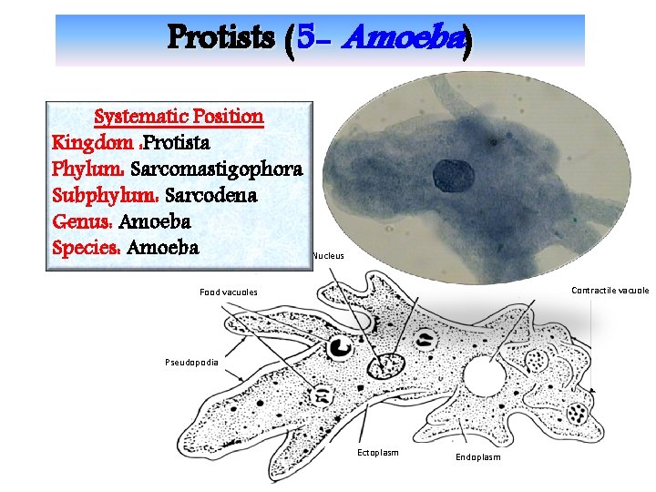 Protists (5 - Amoeba) Systematic Position Kingdom : Protista Phylum: Sarcomastigophora Subphylum: Sarcodena Genus: