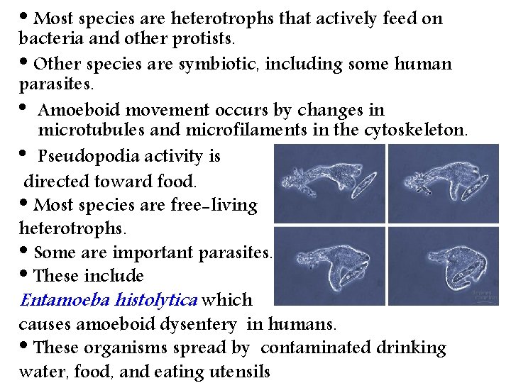  • Most species are heterotrophs that actively feed on bacteria and other protists.