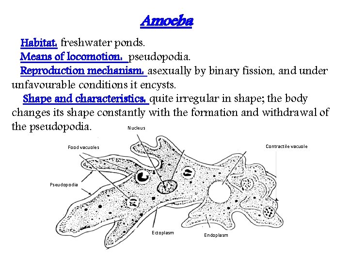 Amoeba Habitat: freshwater ponds. Means of locomotion: pseudopodia. Reproduction mechanism: asexually by binary fission,