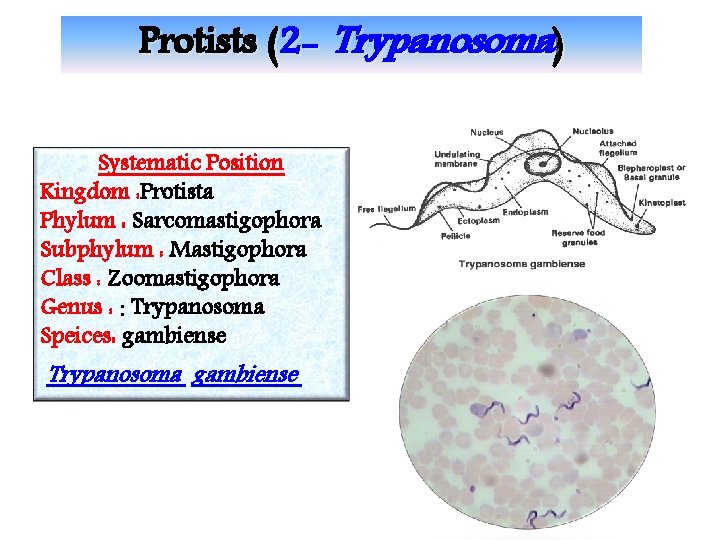 Protists (2 - Trypanosoma) Systematic Position Kingdom : Protista Phylum : Sarcomastigophora Subphylum :