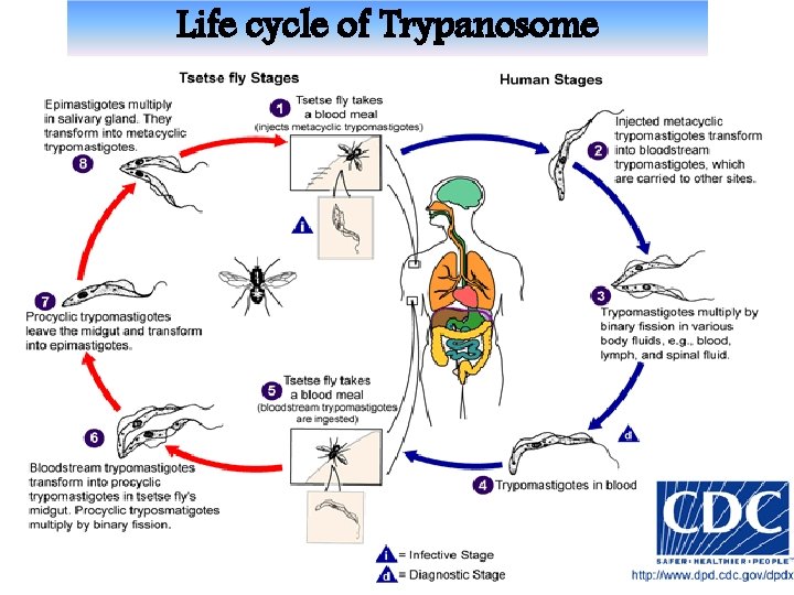 Life cycle of Trypanosome 