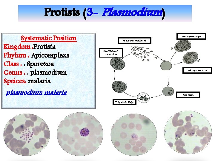 Protists (3 - Plasmodium) Systematic Position Kingdom : Protista Phylum : Apicomplexa Class :