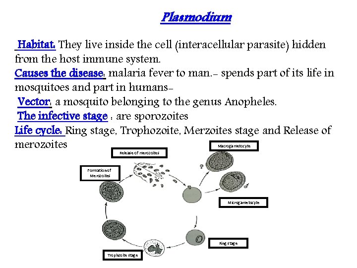 Plasmodium Habitat: They live inside the cell (interacellular parasite) hidden from the host immune