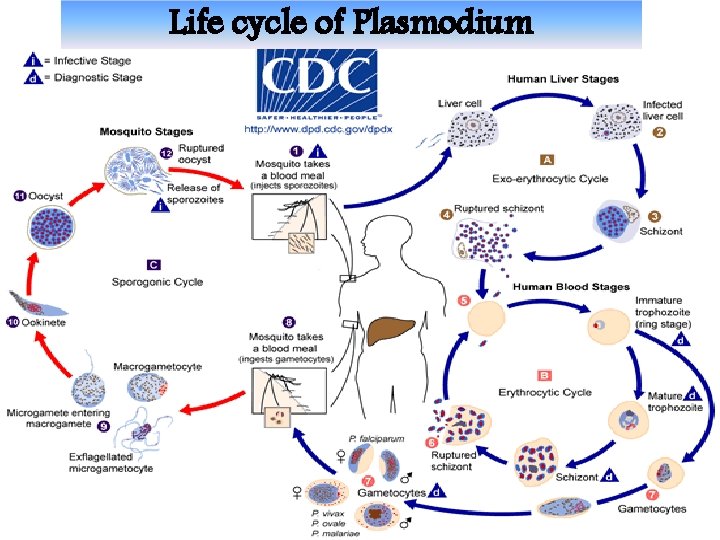 Life cycle of Plasmodium 