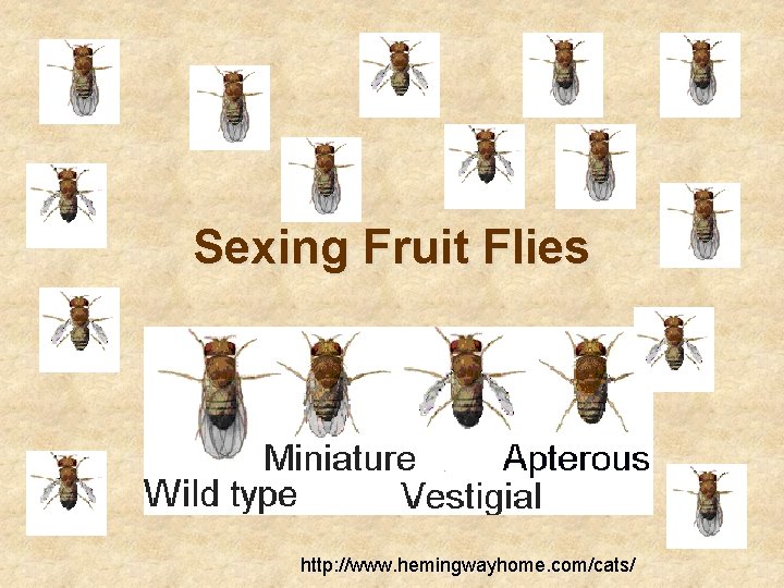 Sexing Fruit Flies http: //www. hemingwayhome. com/cats/ Sexing Fruit Flies http: //www. hemingwayhome. com/cats/