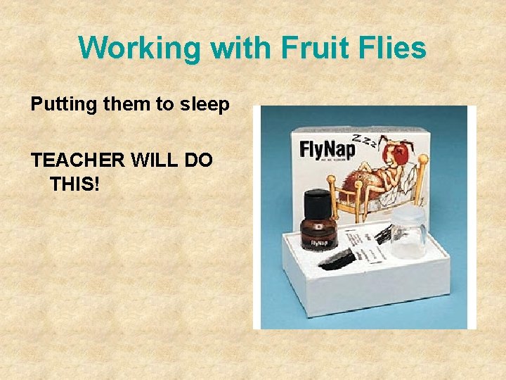 Working with Fruit Flies Putting them to sleep TEACHER WILL DO THIS! Working with Fruit Flies Putting them to sleep TEACHER WILL DO THIS!