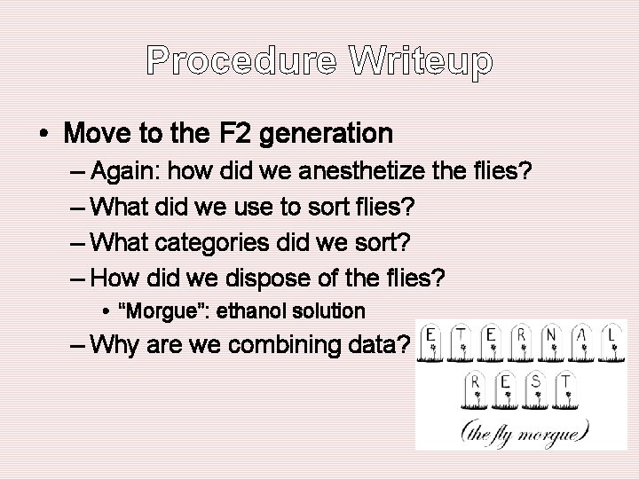 Procedure Writeup • Move to the F 2 generation – Again: how did we Procedure Writeup • Move to the F 2 generation – Again: how did we