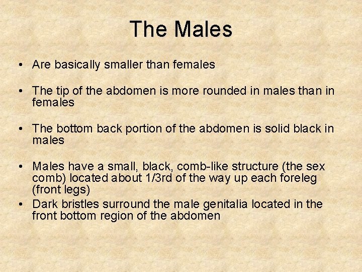 The Males • Are basically smaller than females • The tip of the abdomen The Males • Are basically smaller than females • The tip of the abdomen