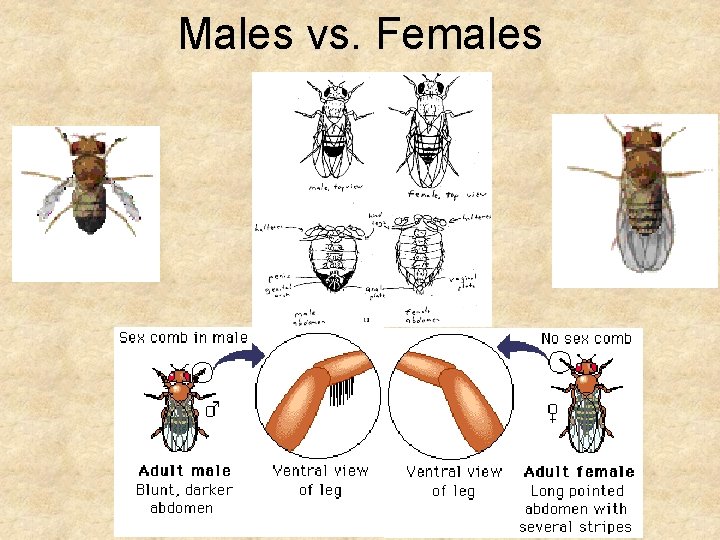 Males vs. Females Males vs. Females