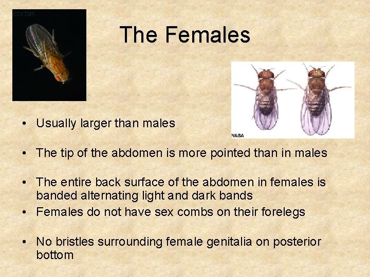 The Females • Usually larger than males • The tip of the abdomen is The Females • Usually larger than males • The tip of the abdomen is