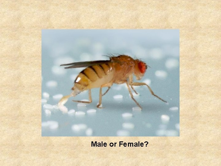 Male or Female? Male or Female?