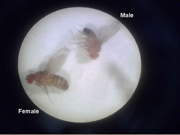 Male Female Male Female
