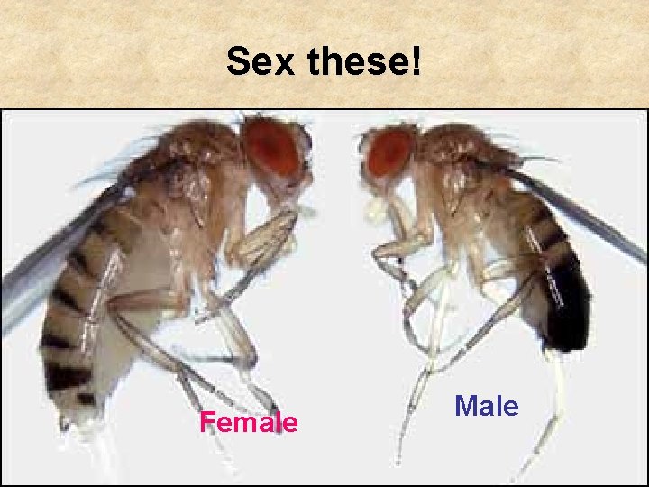 Sex these! Female Male Sex these! Female Male