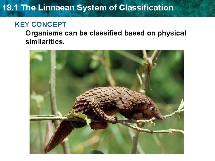 18. 1 The Linnaean System of Classification KEY CONCEPT Organisms can be classified based