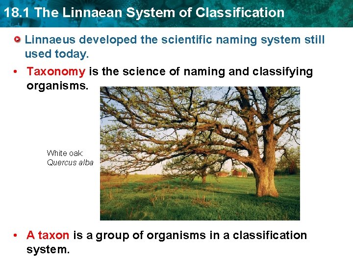 18. 1 The Linnaean System of Classification Linnaeus developed the scientific naming system still