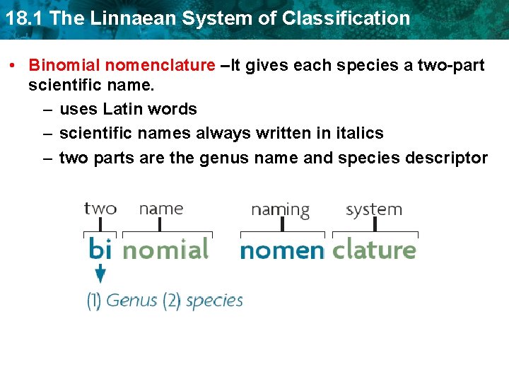 18. 1 The Linnaean System of Classification • Binomial nomenclature –It gives each species