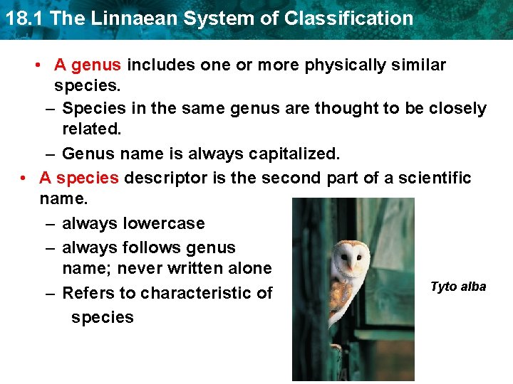 18. 1 The Linnaean System of Classification • A genus includes one or more