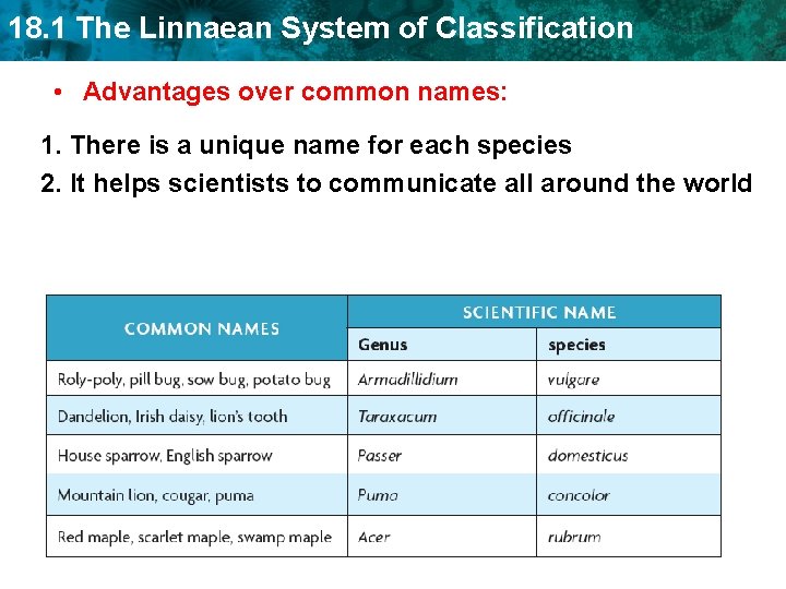 18. 1 The Linnaean System of Classification • Advantages over common names: 1. There