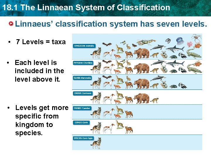 18. 1 The Linnaean System of Classification Linnaeus’ classification system has seven levels. •