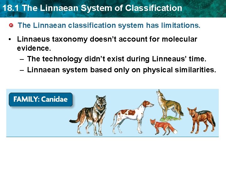 18. 1 The Linnaean System of Classification The Linnaean classification system has limitations. •