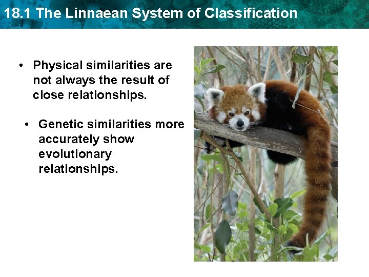 18. 1 The Linnaean System of Classification • Physical similarities are not always the