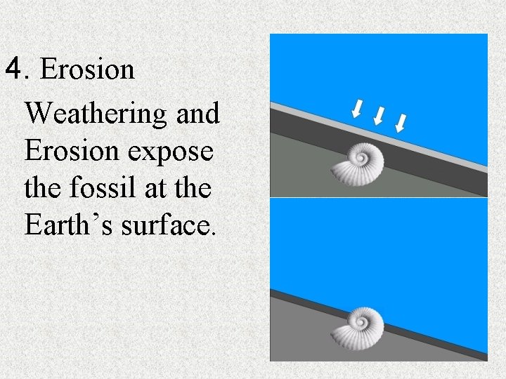 4. Erosion Weathering and Erosion expose the fossil at the Earth’s surface. 