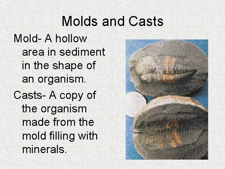 Molds and Casts Mold- A hollow area in sediment in the shape of an