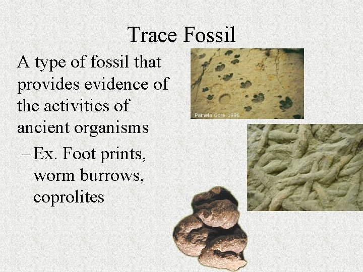 Trace Fossil A type of fossil that provides evidence of the activities of ancient